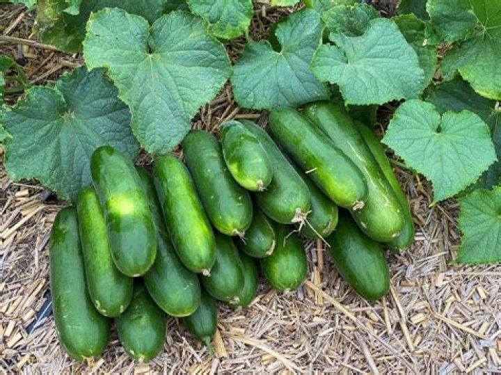 Are baby cucumbers the same as Persian cucumbers?