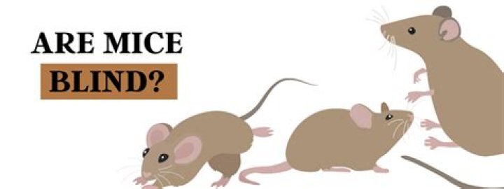 Are mice blind?