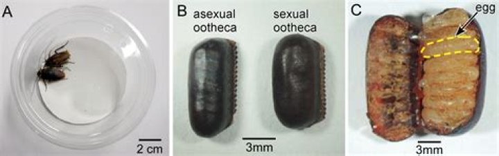 Are roaches asexual?