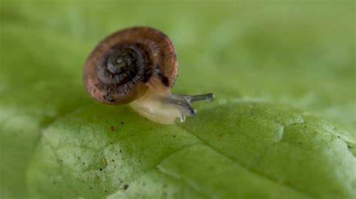 Are snails blind and have no eyes?