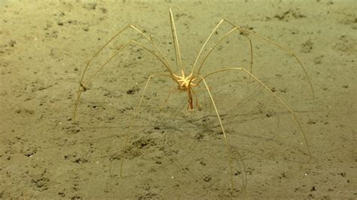 Are there spiders in Antarctica?