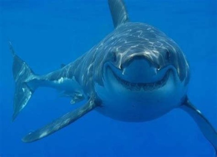Are tiger sharks friendly?