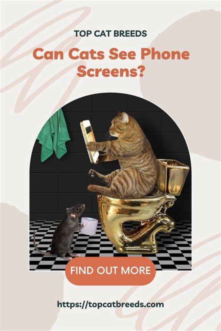 Can cats see phone screens?