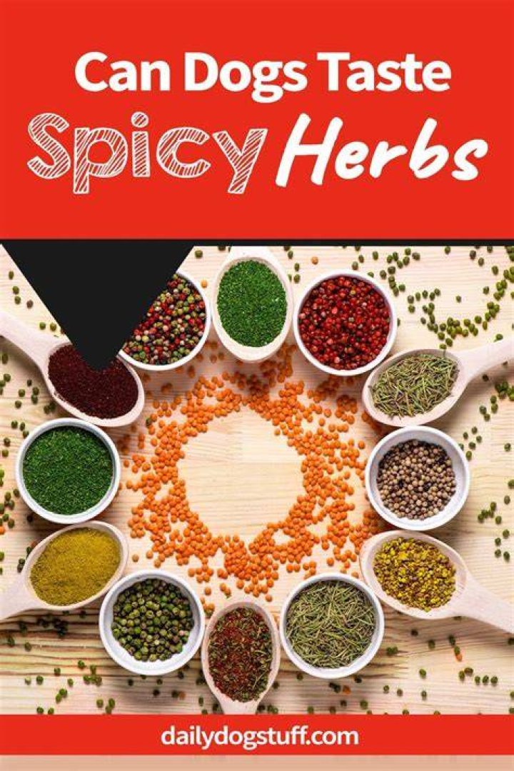 Can dogs taste spicy?