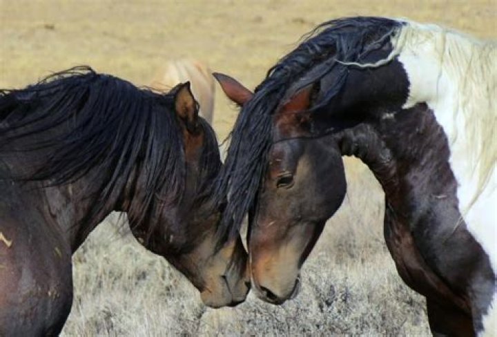 Can horses get jealous?