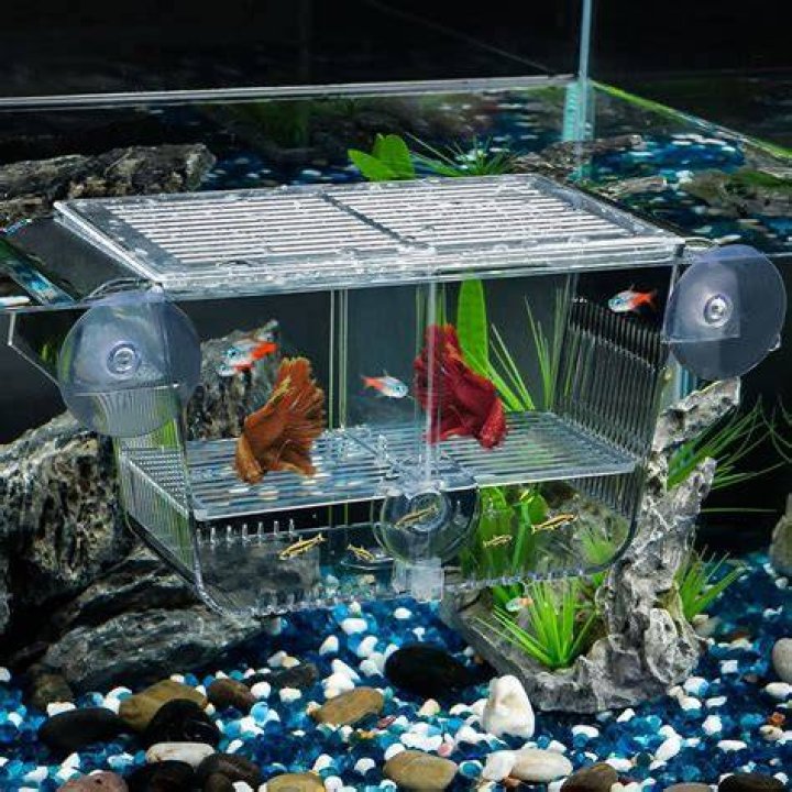 Can I add warm water to my fish tank?