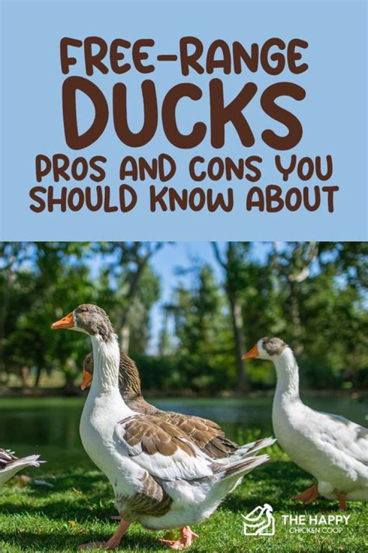 Can I let my ducks roam free?