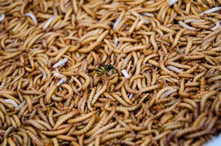 Can maggots get into a coffin?