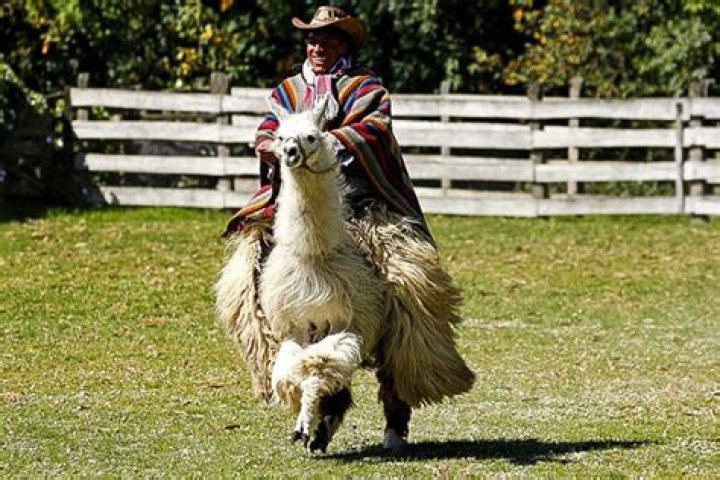 Can you ride an alpaca?