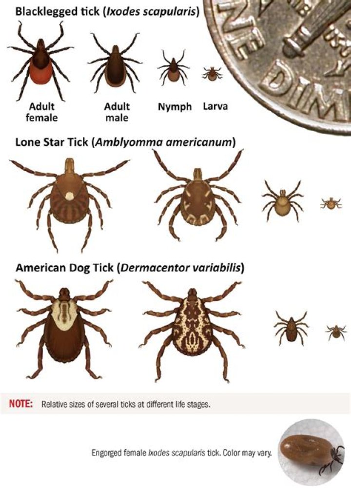 Can you see nymph ticks?