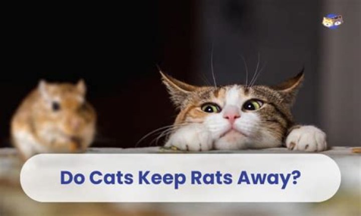 Do cats keep rats away?