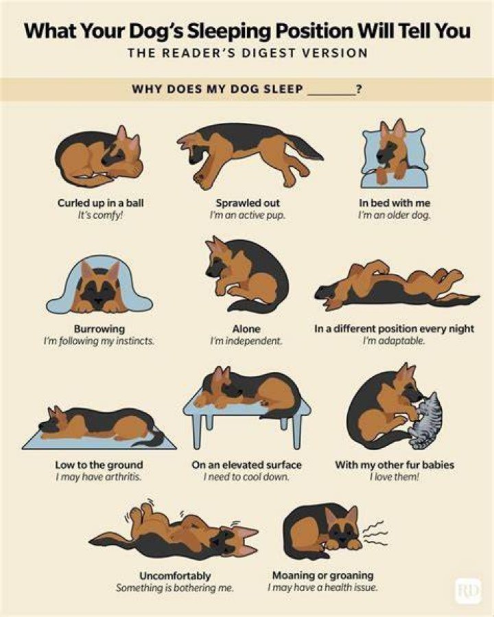 Do dogs bond when they sleep with you?