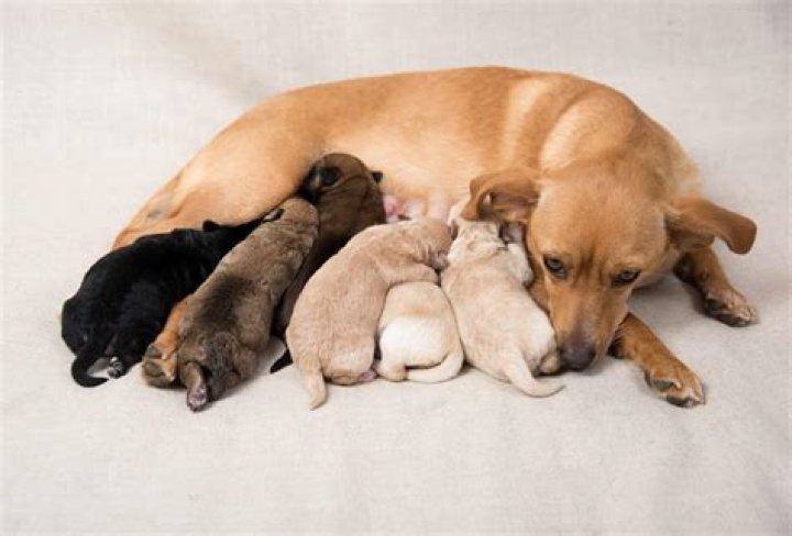 Do dogs care about their puppies?