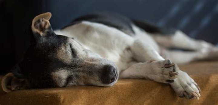 Do dogs feel pain when you put them to sleep?