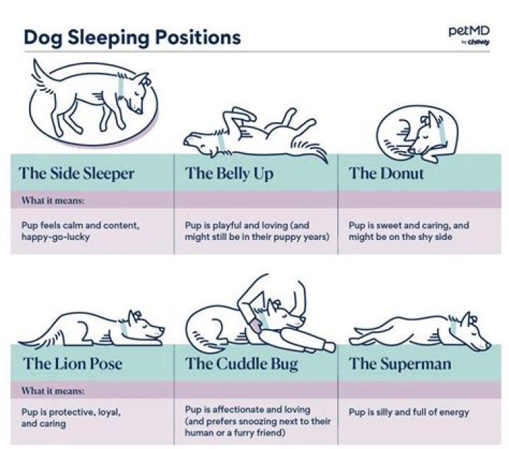 Do dogs like sleeping outside?