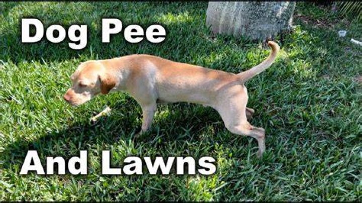 Do dogs pee when mad?