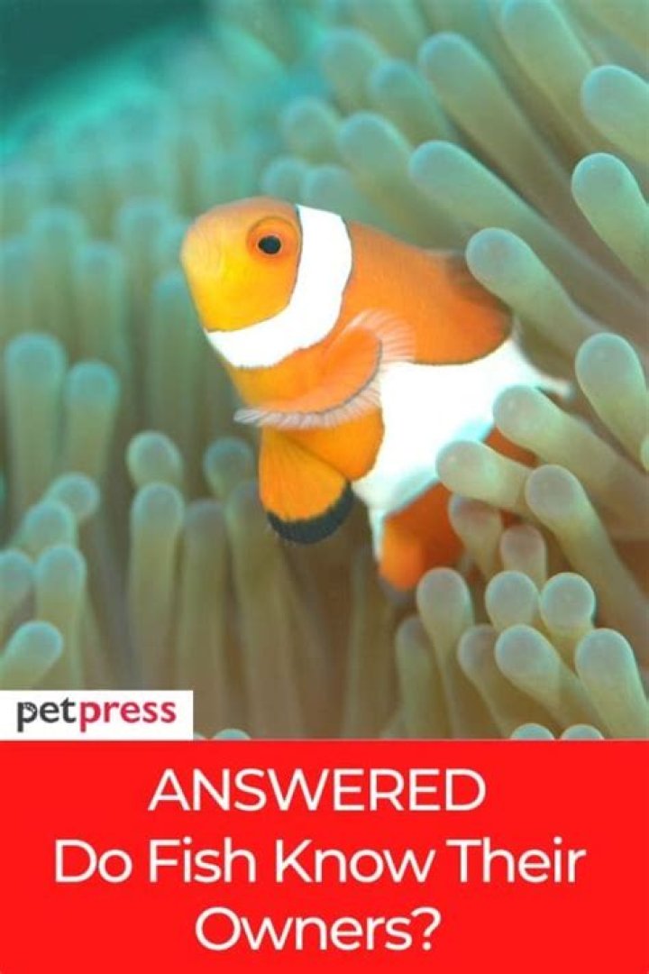 Do fish know their owners?