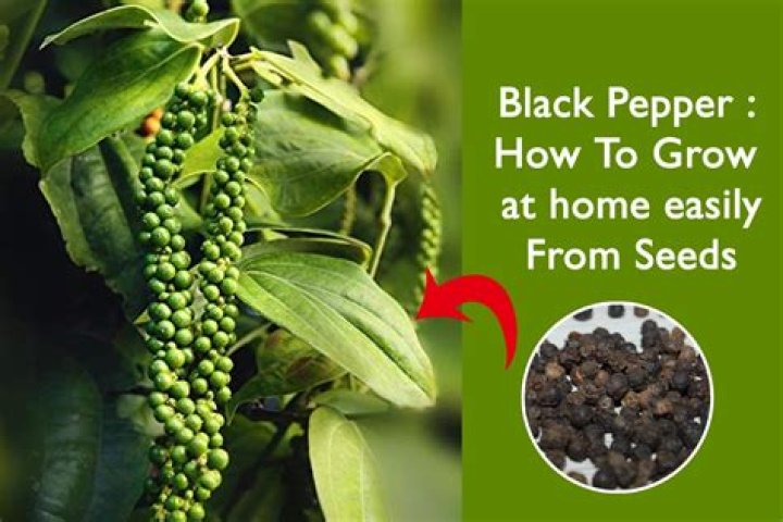 Do mice like black pepper?