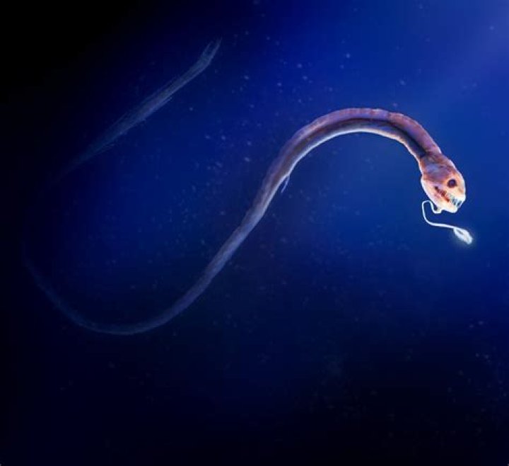 Do sharks live in the Mariana Trench?