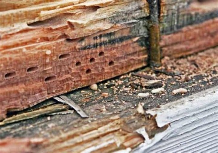 Do termites eat baseboards?
