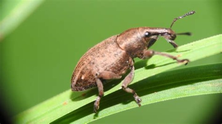 Do weevils carry disease?
