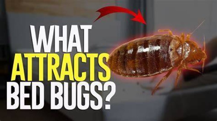 Does urine attract bed bugs?