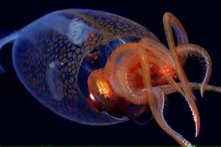 How big is a colossal squid's eye?