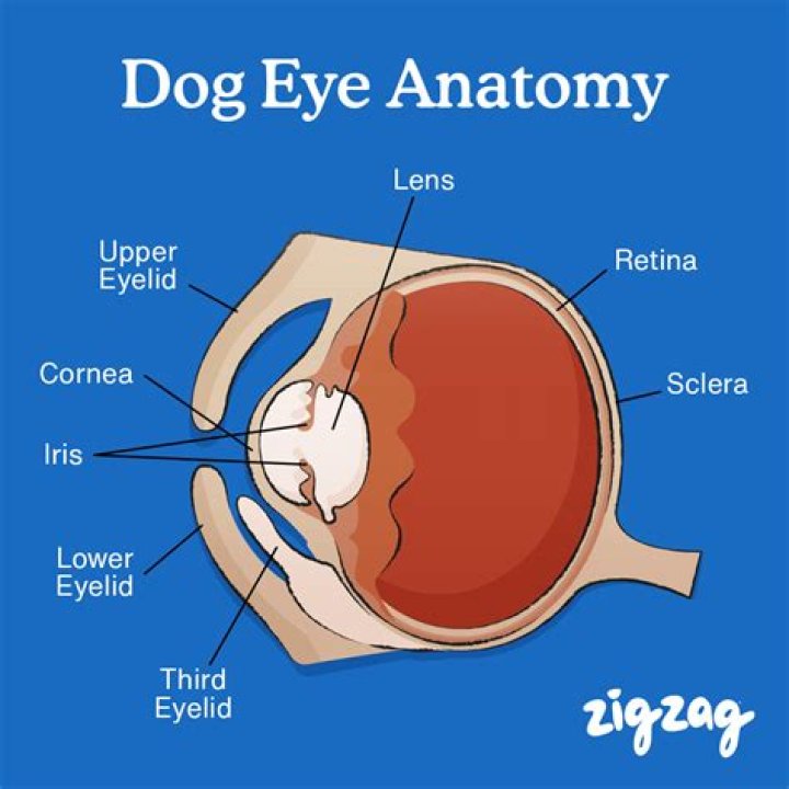 How far away can a dog recognize you?