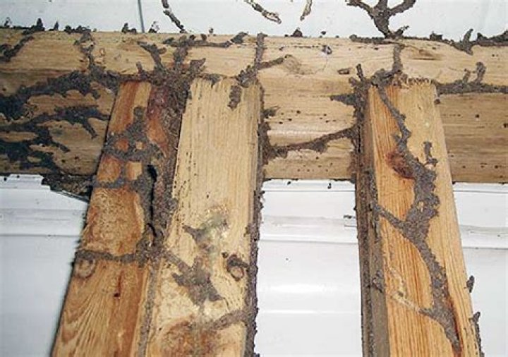 How fast do termites spread?