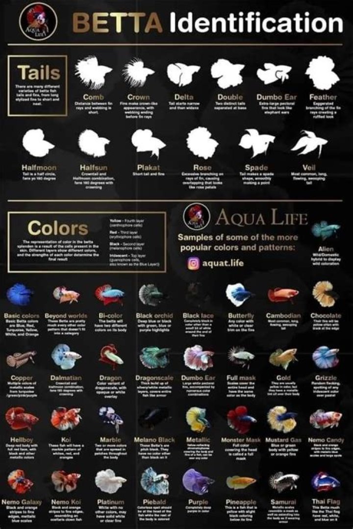 How long does a betta fish live?
