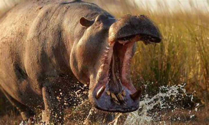 How many people are killed by hippos each year?