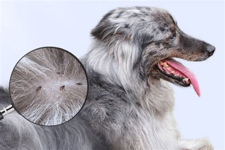 How often can I treat my dog for fleas?