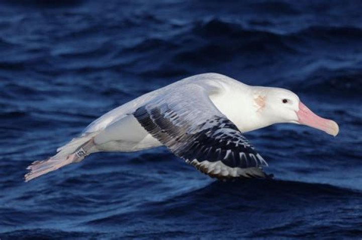 Is Albatross part IceWing?