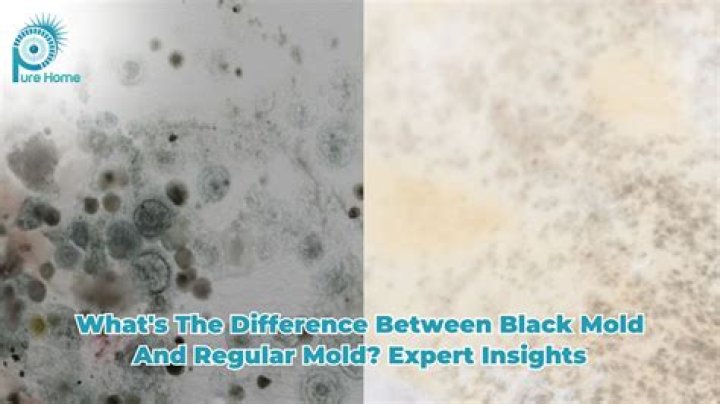 Is black mold slimy?