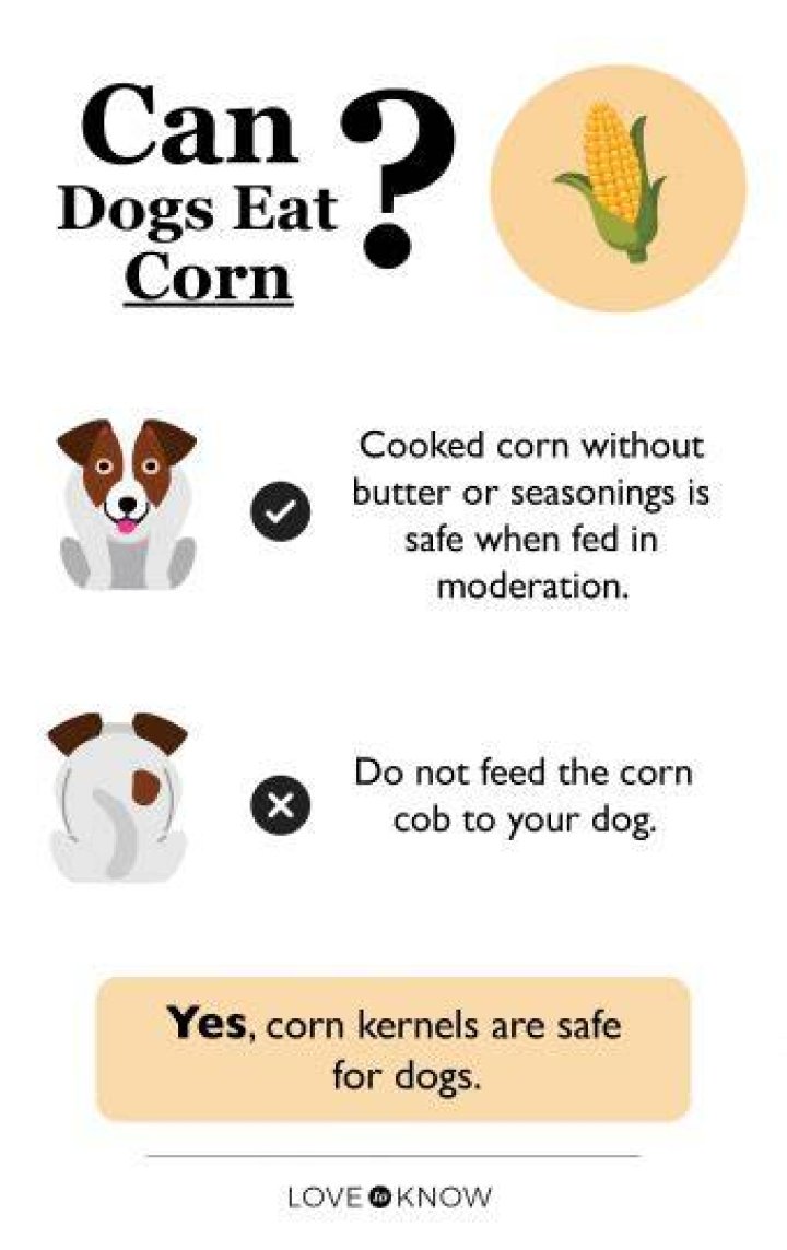 Is corn bad for dogs?