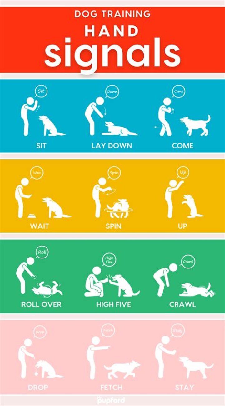 Is it OK to hand feed your dog?
