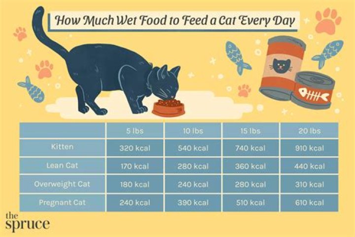 Should you feed a cat the same food everyday?
