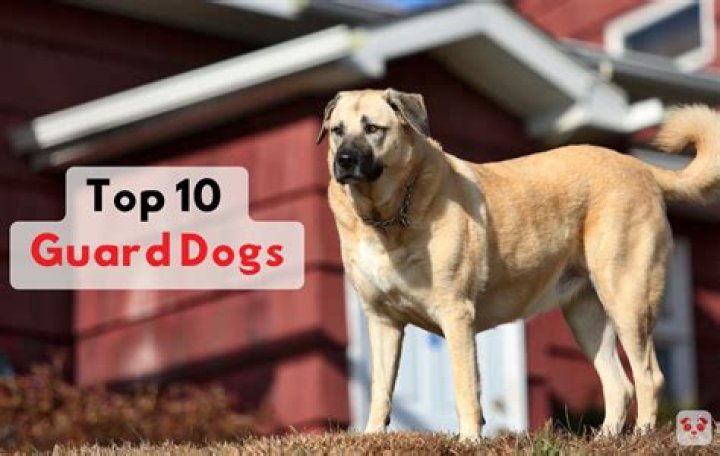 What's the best family guard dog?