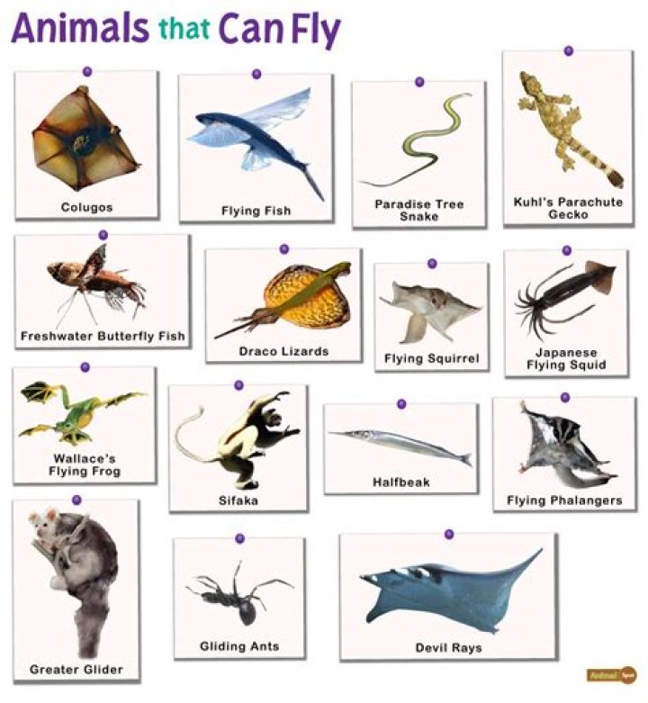 What animal can grow body parts back?