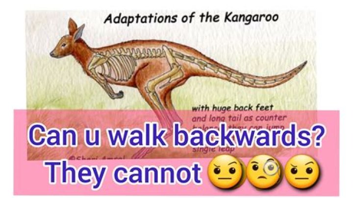 What animal Cannot go backwards?