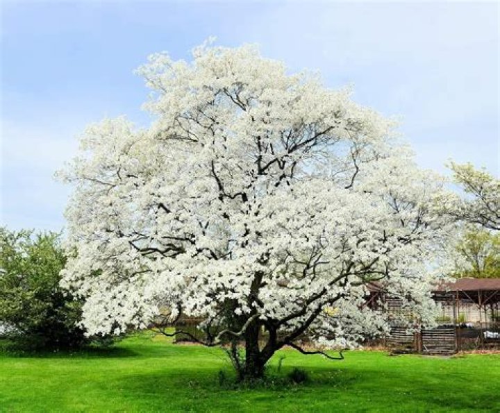 What are the white flowering trees in Ohio?