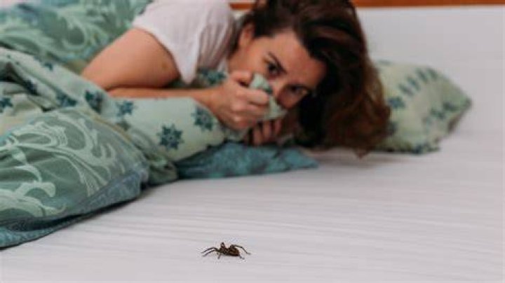 What attracts spiders to your bed?