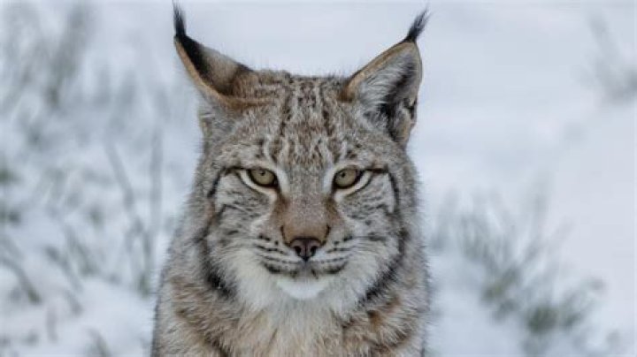 What do lynxes look like?