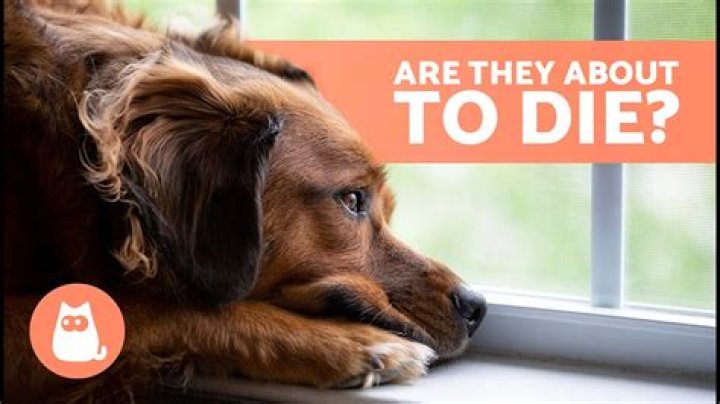 What do you do if your dog dies at night?