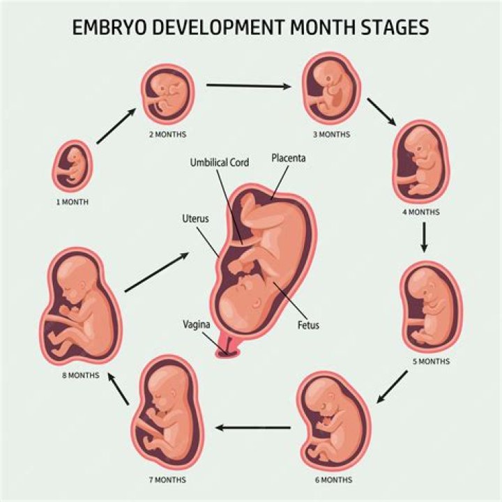 What does the baby get from the mother?