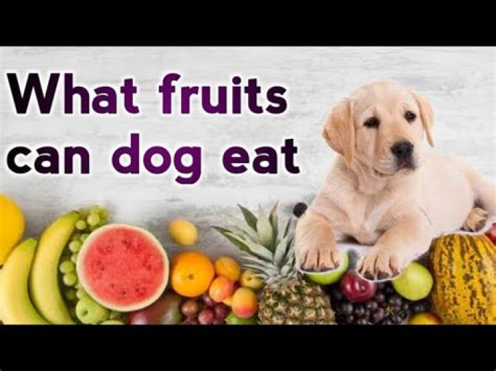 What fruits can dog eat?