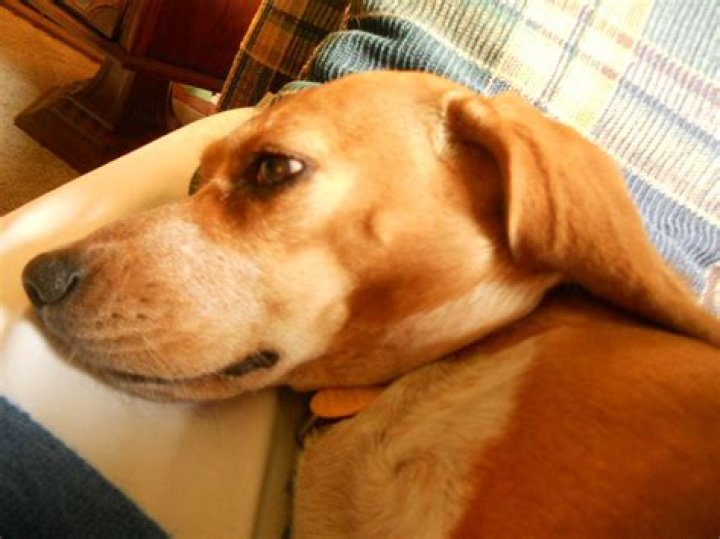 What happens if you hit your dog on the head?