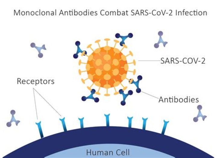 What is a monoclonal antibody for COVID-19?