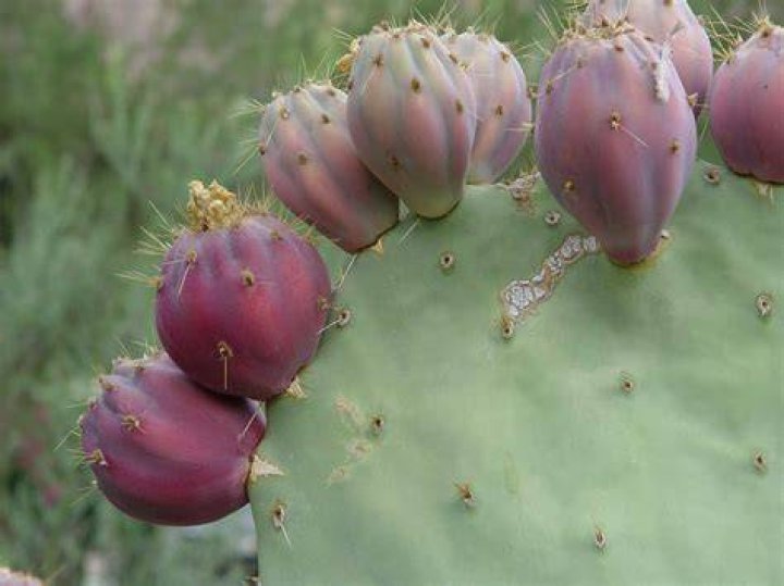 What is cactus fruit called?