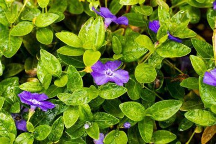 What is myrtle ground cover?